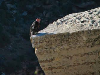 136 Grand Canyon.jpg